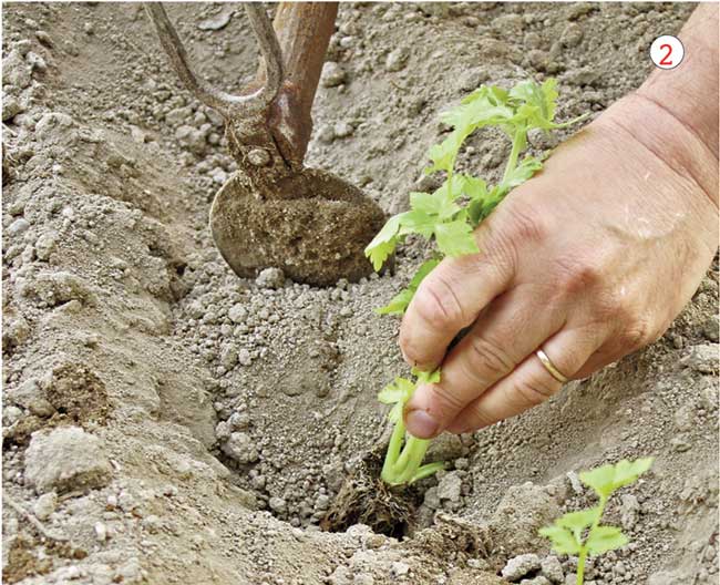 Sedano  Coltivazione, trapianto e imbianchimento - Giardinaggio, fiori,  animali e centinaia di articoli passo passo!