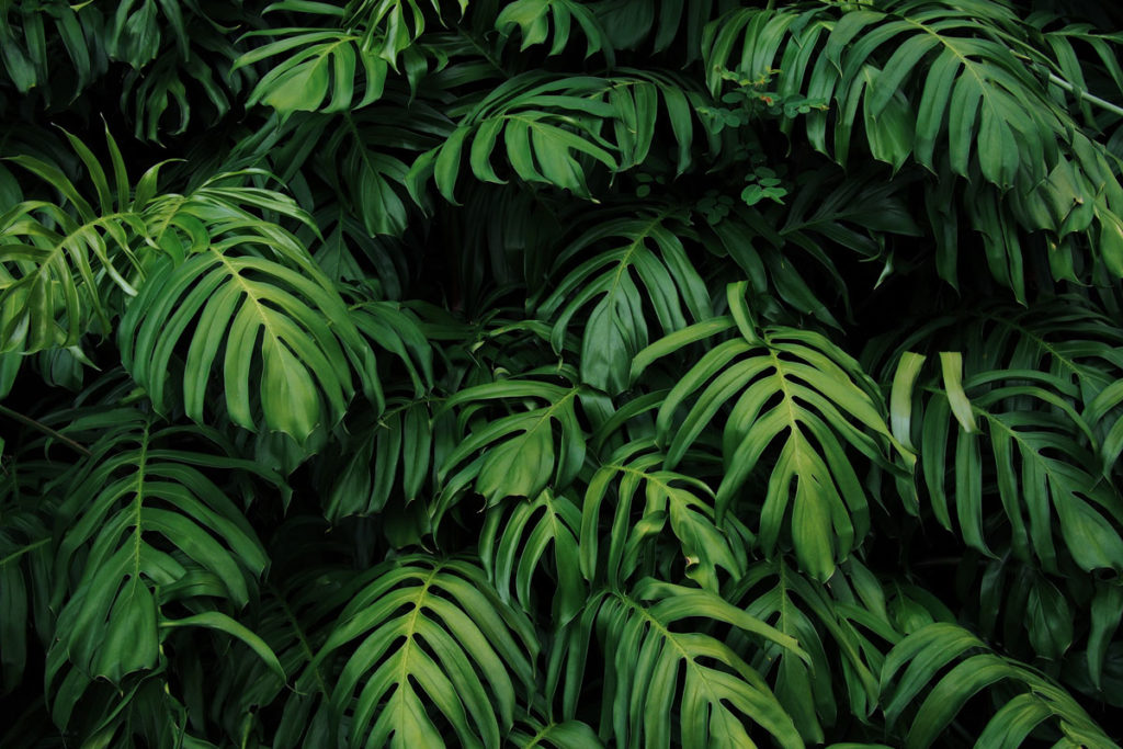 Filodendro (Monstera) | Errori da non commettere per coltivarlo al meglio