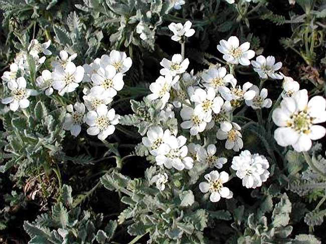 achillea