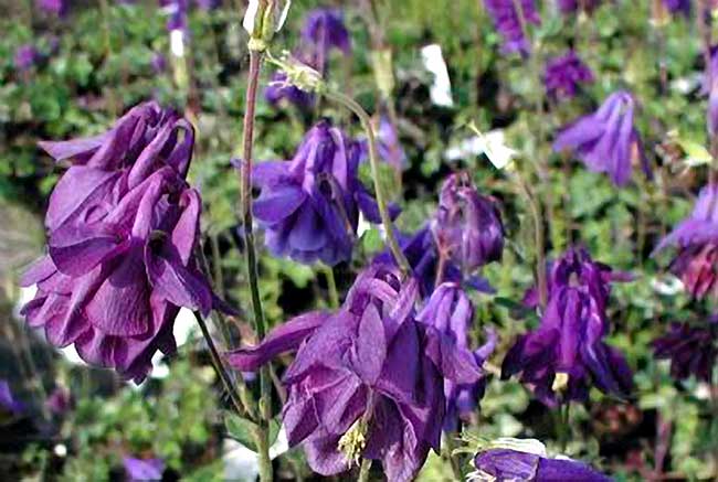 aquilegia