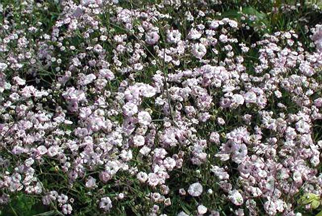 fiore della nebbia