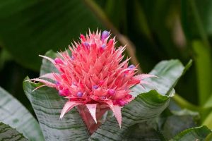 Bromelia Pianta | Come Si Cura - Giardinaggio, Fiori, Animali E ...