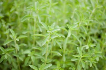 stevia