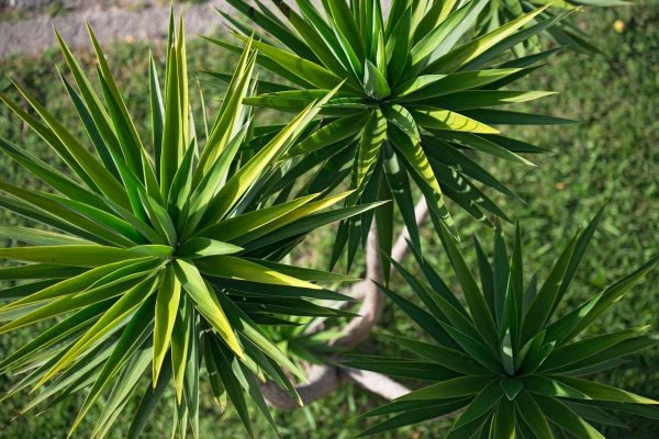 Yucca In Vaso E Giardino Giardinaggio Fiori Animali E Centinaia Di