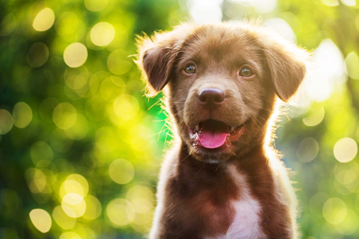 Cuccioli Di Cane Adottare Un Cane Ed Educarlo Giardinaggio Fiori Animali E Centinaia Di Articoli Passo Passo