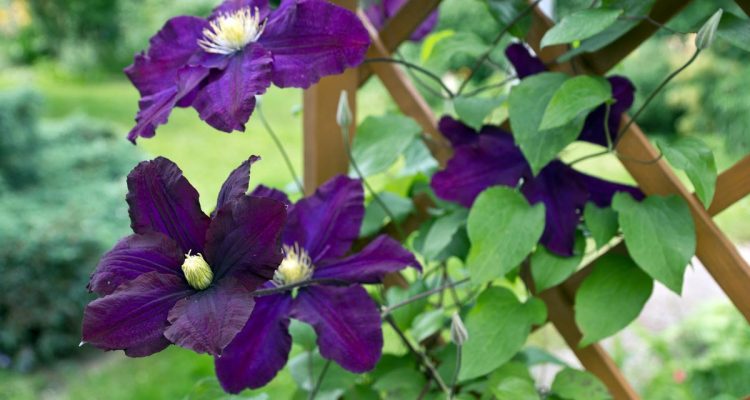 clematis