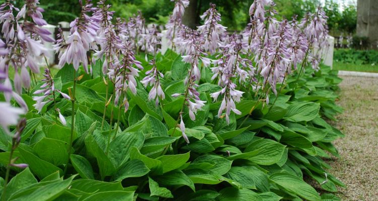 hosta