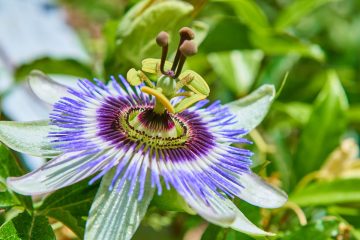 passiflora