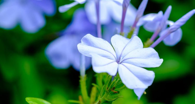 plumbago