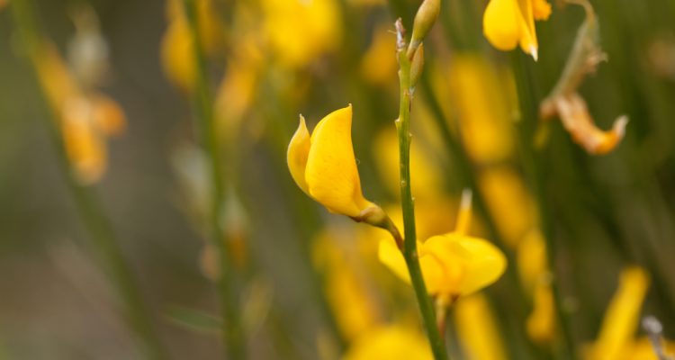 cytisus