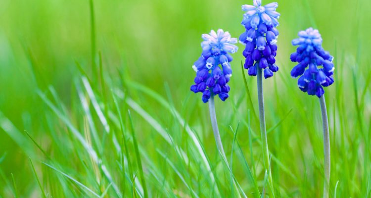 muscari