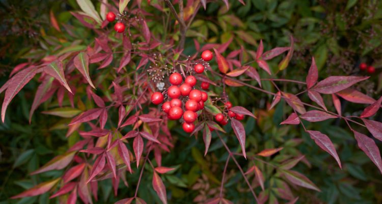 Heavenly Bamboo