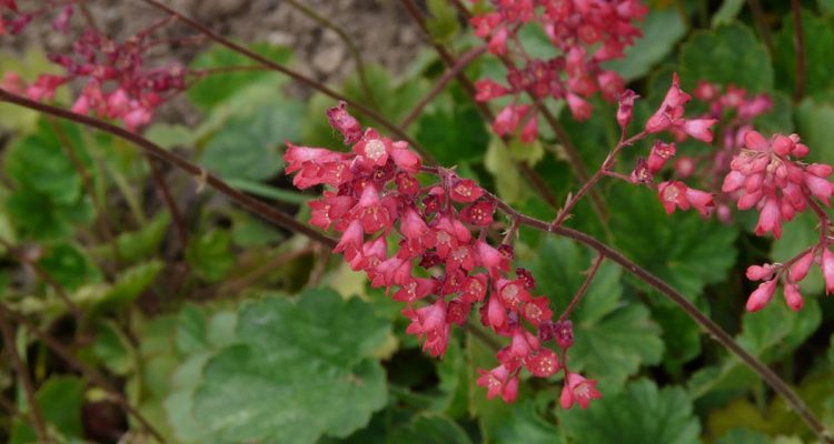 heuchera