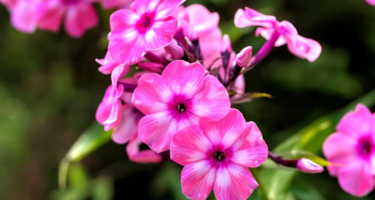 phlox