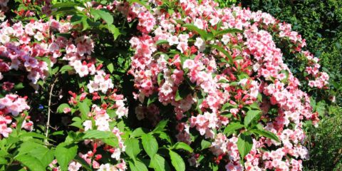 weigelia