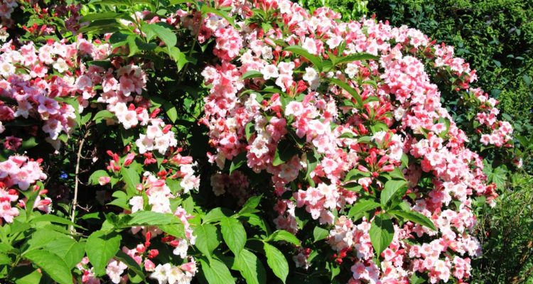 weigelia