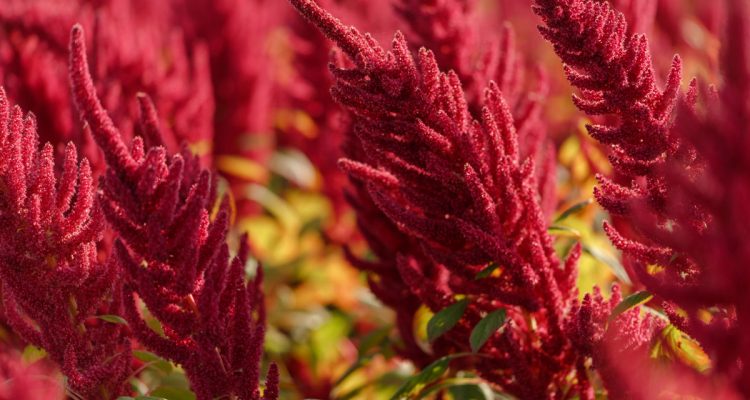 amaranthus