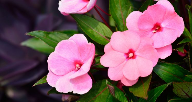 impatiens