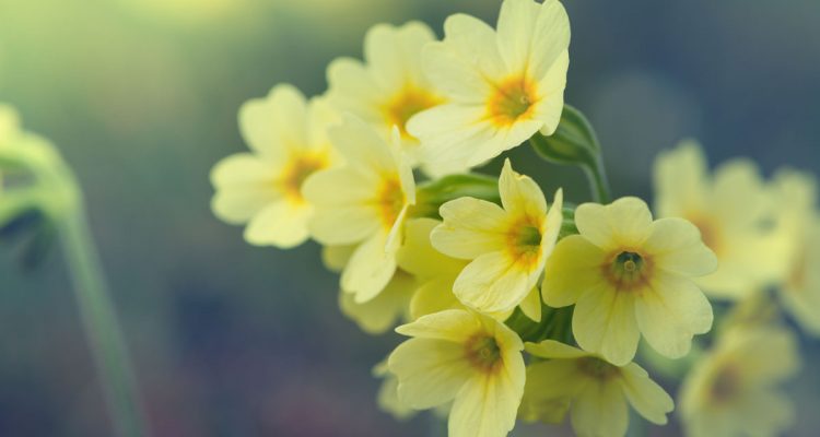 primula