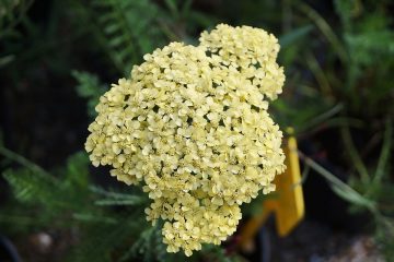 achillea