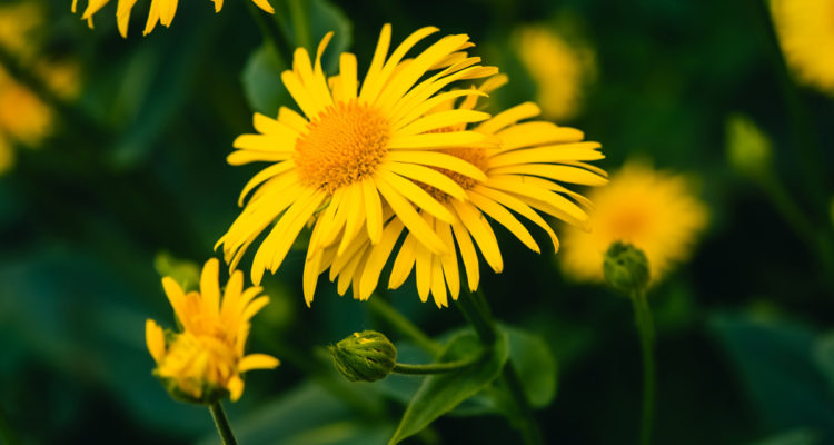 arnica