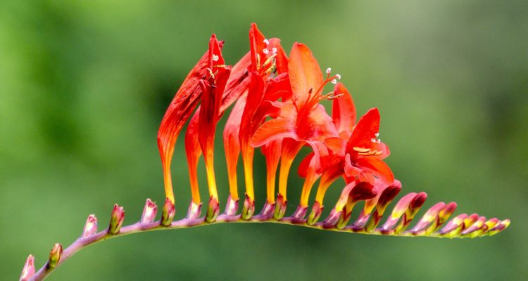 crocosmia