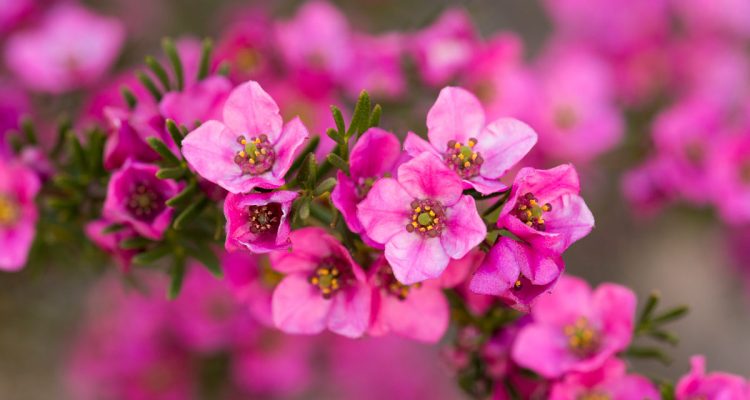 boronia