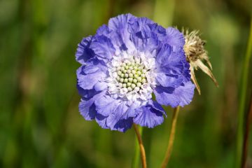 scabiosa