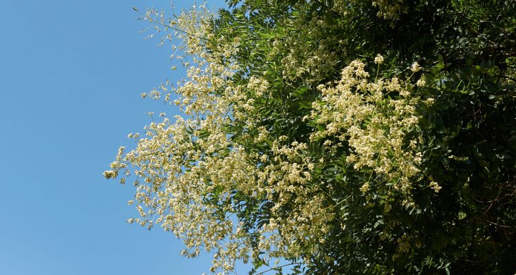 sophora japonica