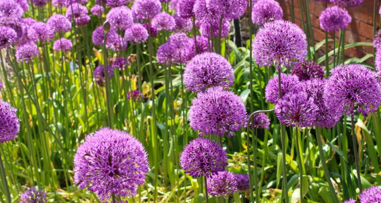 Allium Giganteum