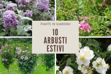 arbusti estivi