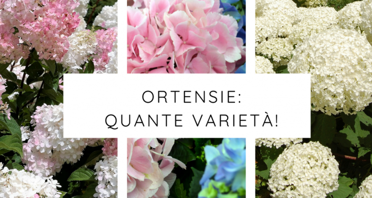 varietà ortensie