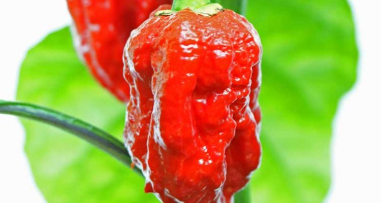 carolina reaper