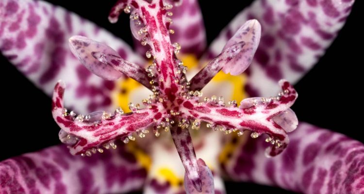 Tricyrtis Formosana