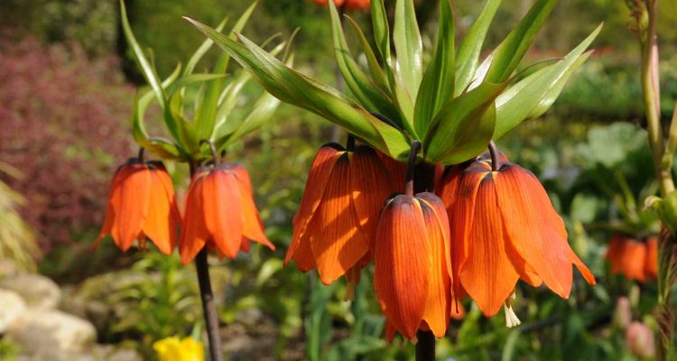 fritillaria imperialis