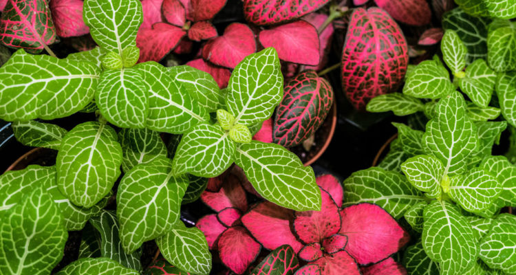 fittonia