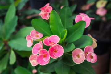 euphorbia milii