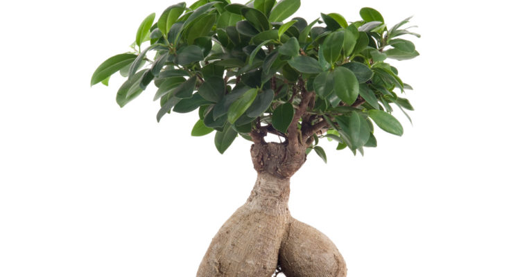 ficus ginseng