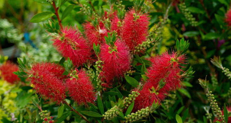 callistemon