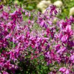 Lespedeza thunbergii