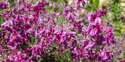 Lespedeza thunbergii