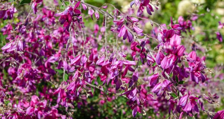 Lespedeza thunbergii