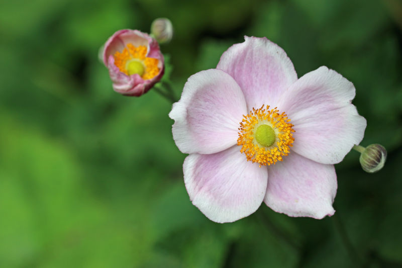 anemone giapponese