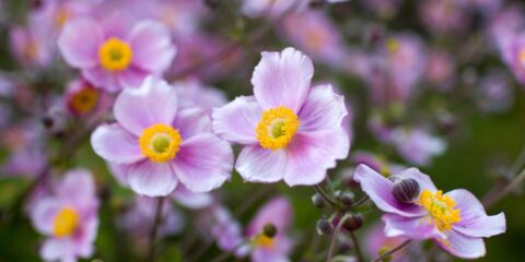 anemone giapponese