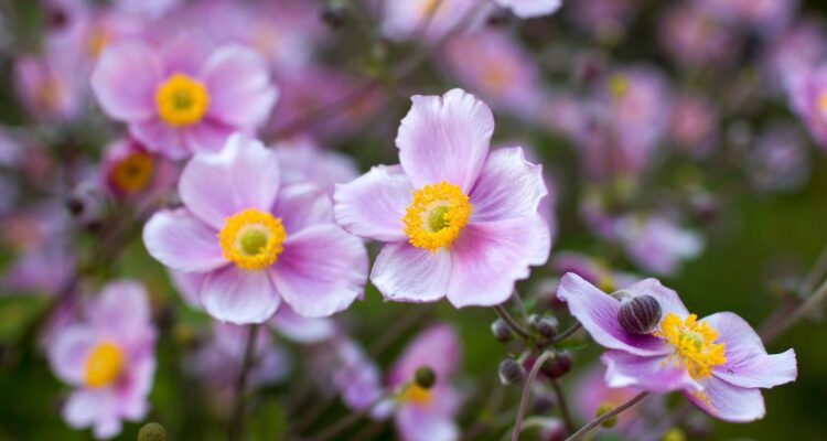 anemone giapponese