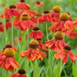 helenium