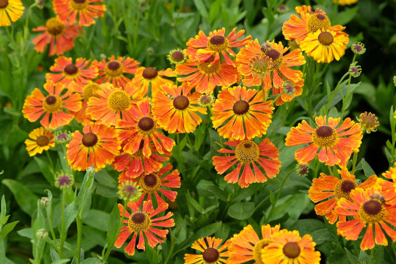 helenium