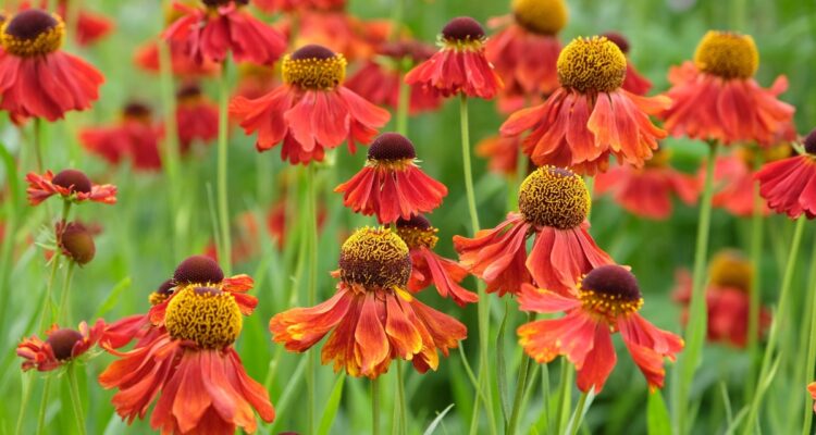 helenium