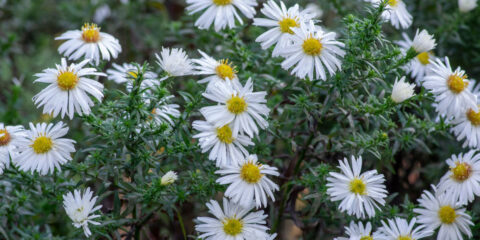 Aster novi belgii