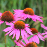 echinacea purpurea